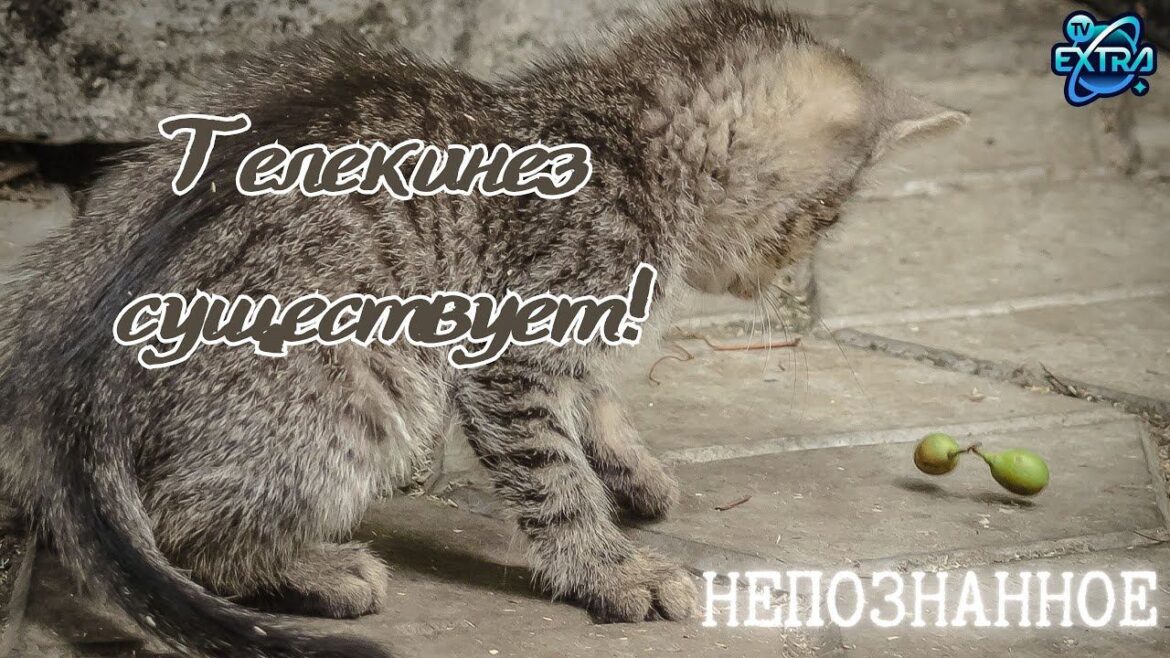 Телекинез в прямом эфире: что скрывает демонстрация Александра и почему учёные не спешат ставить подписи